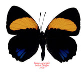 Callicore aegina (Peru)